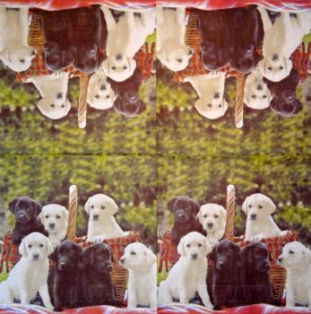 223 Dogs - 3-ply - Highland - CS